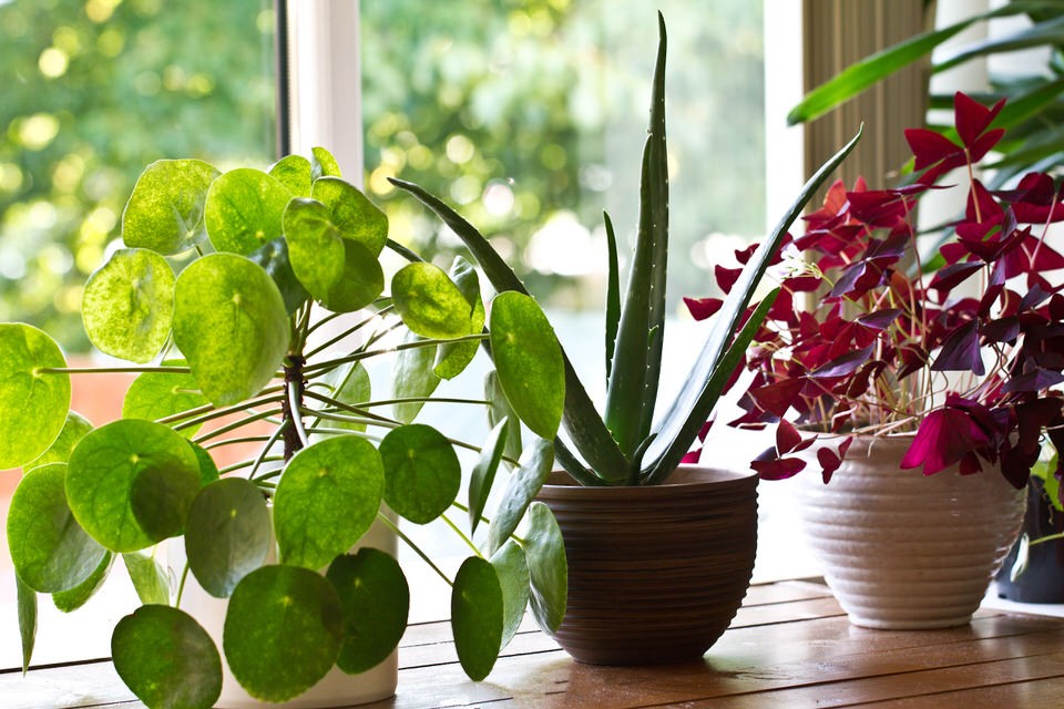 5 Indoor Gardening Tips & Tools