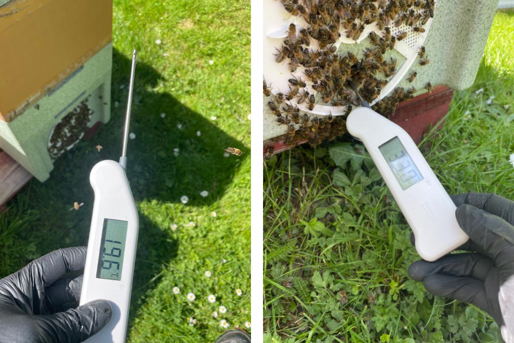 Taking hive temperatures using the Thermapen Air thermometer.
