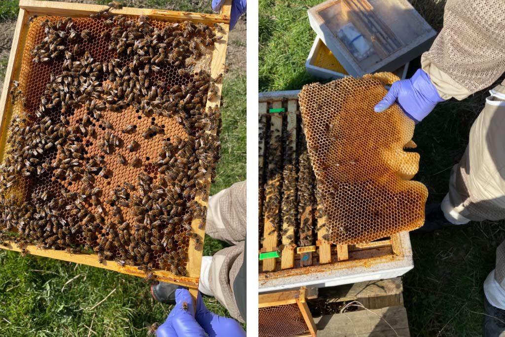Removing honey from the hive