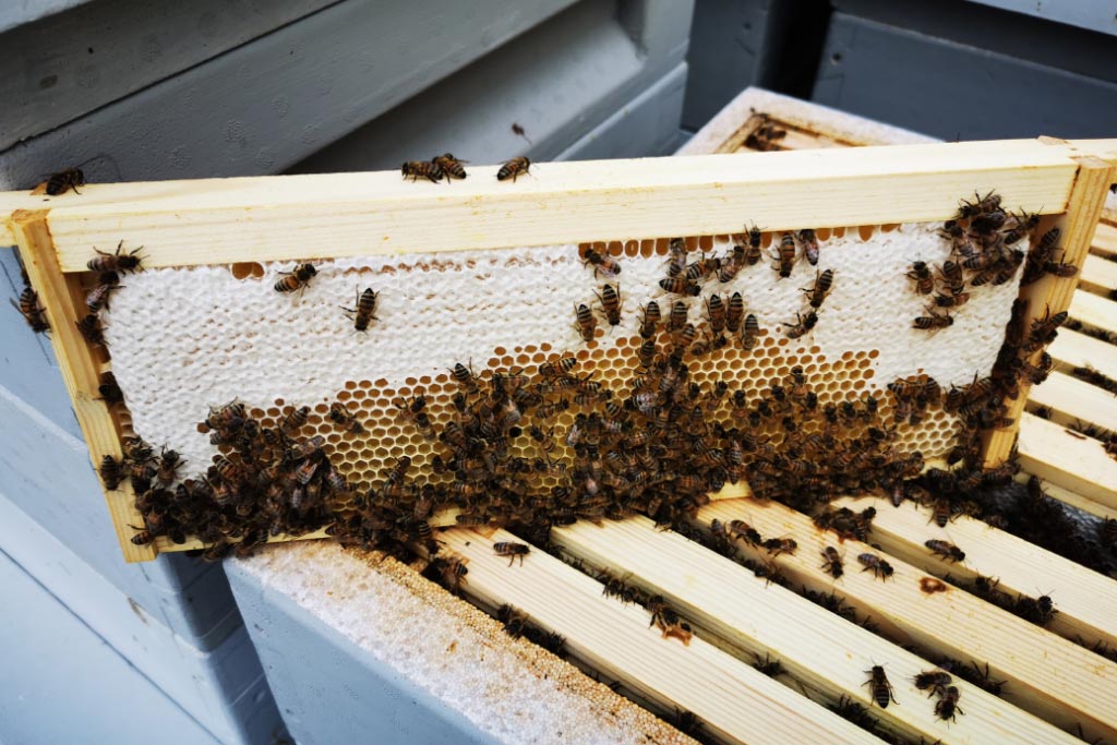 SW Honey Farms bee hive